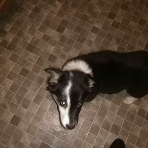 Meet your Posher, Shlonds